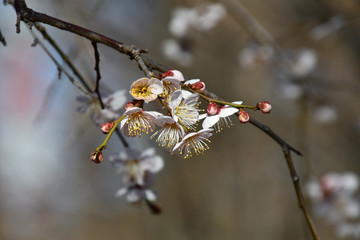 しだれ梅のクローズアップ