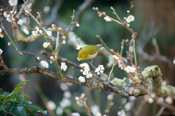 梅の花とメジロ