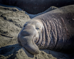 Elephant Seals (Mirounga angustirostris).at Piedras Blancas, San Simeon, CA.