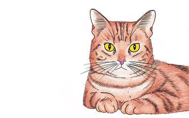Drawing and painting of Orange cat on white background with yellow big eyes