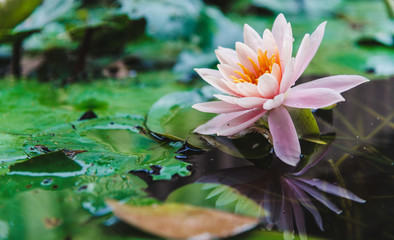 beautiful lotus flower is complimented by the rich colors of the deep blue water surface.Nature...