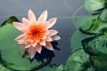 beautiful lotus flower is complimented by the rich colors of the deep blue water surface.Nature...