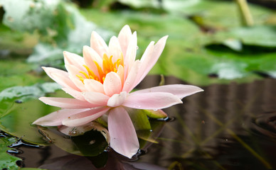 beautiful lotus flower is complimented by the rich colors of the deep blue water surface.Nature Background.