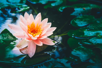 beautiful lotus flower is complimented by the rich colors of the deep blue water surface.Nature...