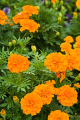 The name of these flowers is Tagetes patula, French marigold.　Scientific name is Tagetes.