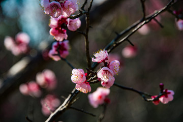 風土記の丘の梅