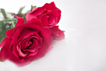 bouquet of red roses on white background. flower close-up. concept of international women's day, spring, March 8