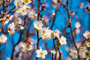 風土記の丘の梅