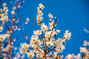 風土記の丘の梅