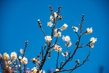 風土記の丘の梅