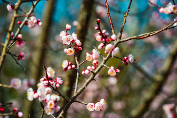 風土記の丘の梅