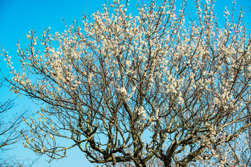 風土記の丘の梅