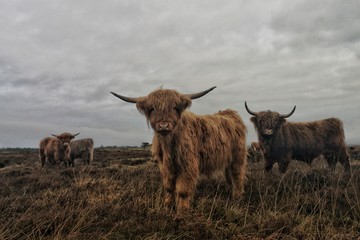 Beautiful shot of a group of long-haired highland cattle with a cloudy gray sky in the background - obrazy, fototapety, plakaty