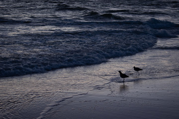 Beach sunset birds playing in the waves