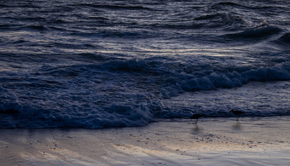 Beach sunset birds playing in the waves