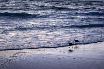 Beach sunset birds playing in the waves