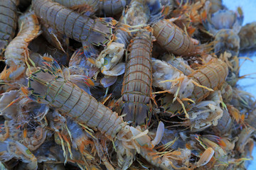 piles of mantis shrimp