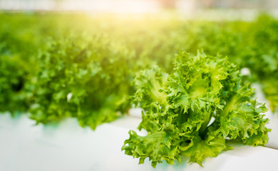 Hydroponics vegetables Green oak lettuce growing in plastic pipes at Smart farms with hydroponics systems are modern farming for healthy and quality in smart agricultural and smart farming concepts.