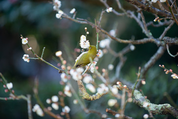 梅の花とメジロ