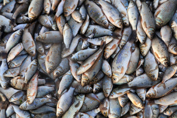 Piles of small fish