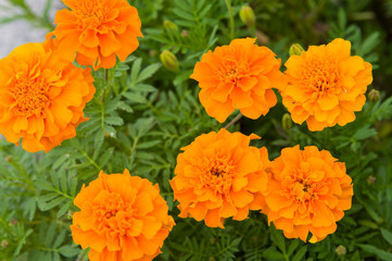 The name of these flowers is Tagetes patula, French marigold.　Scientific name is Tagetes.