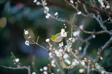 梅の花とメジロ