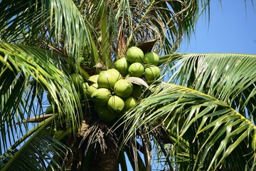 Fototapeta premium View of coconut trees and the sky