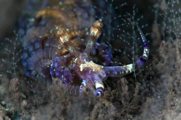 Nudibranch Pteraeolidia semperi. Underwater macro photography from Tulamben, Bali,  Indonesia