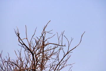 dead tree and sky