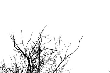 silhouette of a tree isolated on white background