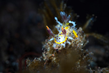 Nudibranch Plocamopherus tilesii. Underwater macro photography from Tulamben, Bali,  Indonesia