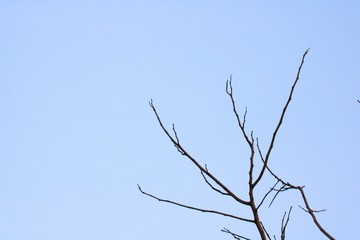 branches of a tree against blue sky