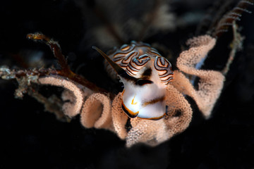 Nudibranch Doto greenamyeri. Underwater macro photography from Tulamben, Bali,  Indonesia