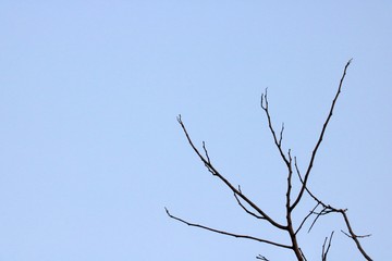 branches of tree against blue sky