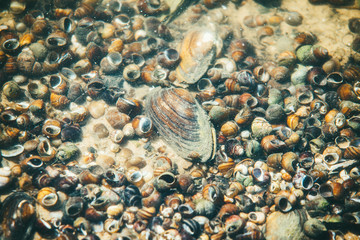 Transparent water bottom of the river with a large number of snails on the sand illuminated by the bright spring sun