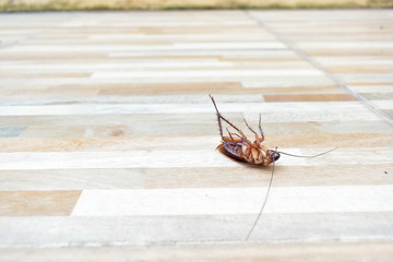 one creepy cockroach dead on floor with insecticide killing