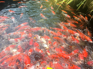 Obraz na płótnie Canvas Koi fish swimming in the aquarium, Fancy carp fish