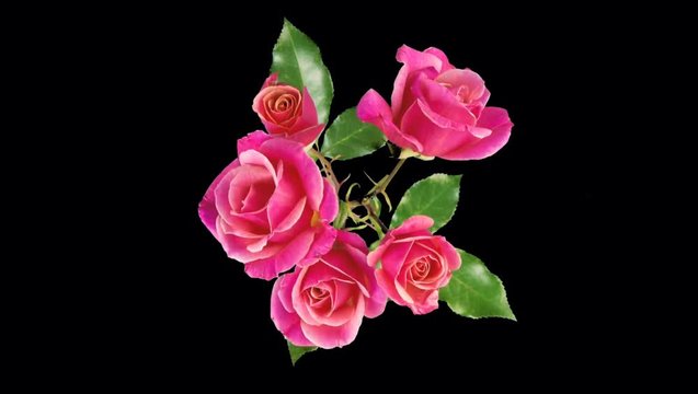 Time-lapse of pink rose flower blooming on black background