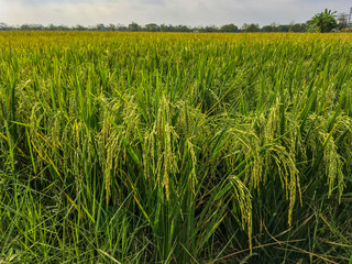 Gorgeous rice ears, juicy blades and verdant leaves,Jasmine rice in rice field of Pathum Thani Thailand.