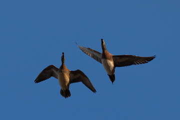 Male and female Northern Shovelers flying and quacking in beautiful light in North California