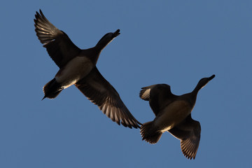 Male and female Northern Shovelers flying and quacking in beautiful light in North California