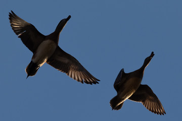 Male and female Northern Shovelers flying and quacking in beautiful light in North California
