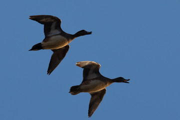 Male and female Northern Shovelers flying and quacking in beautiful light in North California