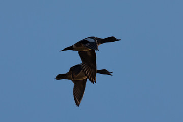 Male and female Northern Shovelers flying and quacking in beautiful light in North California