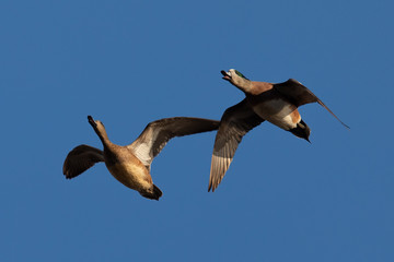 Male and female Northern Shovelers flying and quacking in beautiful light in North California