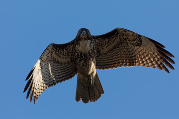 Very close view of a red-tailed hawk flying, seen in the wild in  North California 