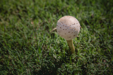 Mushroom Growing in Grass