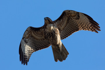Very close view of a red-tailed hawk flying, seen in the wild in  North California 