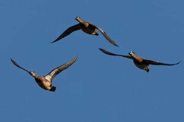 Northern Shovelers, flying in beautiful light in North California