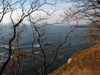 tree on the sea coast